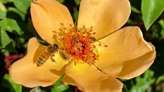 Bring in the Pollinators