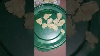 🔥Amnesia Haze   🔥SUPER FROSTY BUD🔥 (U.K)