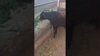 #cow   #baffalo #gaumata #farming #murraha #gaushala #gaushala #gaushalabhajan #viral #viralvideo