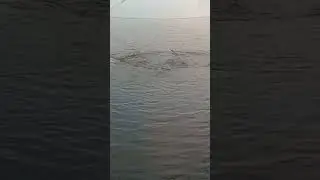 Amazing  Fishing Village Natural Fish catching method 100%real video