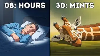 Настоящая причина, по которой люди спят 8 часов (у всех остальных животных это происходит по-разн...