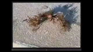 Forme &eacute;trange animal
