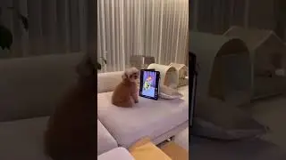 chó và thỏ cùng đeo nón mà sao nó lạ quá #pets #shorts #cats #dog #thucung