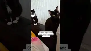 How many cool cats share your kitty&rsquo;s name! 🐱 #CatNames #NameThatCat #CatCommunity #FelineFriends