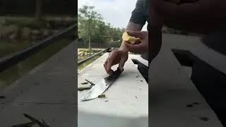 Cute Monkey Eating Apple 🍎🐒 | Adorable & Funny Animal Video