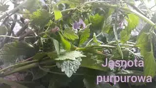 Zioło w naszym kr&oacute;liczym paśniku- jasnota purpurowa