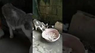 try not to laugh - cat eating chicken bones