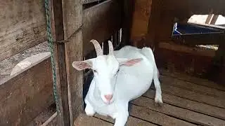 Fiz uma catira troquei umas cabrita com um.poninho