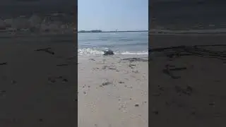 Turtle Runs to Ocean