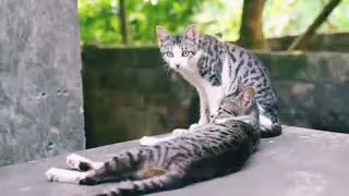 Common Cat Diseases.#CatHealth #CatCareTips #PetLovers #CatDiseases #HealthyCats #FelineCare 