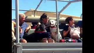 Pet Evac Pak co-founder evacuated while on vacation in Mexico