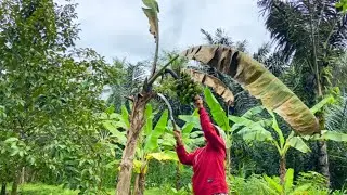 VIDEO 8 JAM DI KEBON&hellip;MERAWAT DAN PANEN DUA TANDAN PISANG DADA⁉️🤭