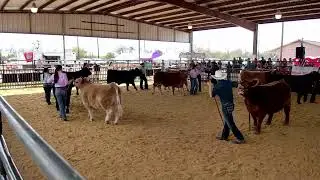 2025 BCJLS Beef Cattle Show