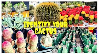 CACTUS LOVERS | CHATUCHAK PLANT AND FLOWER MARKET BANGKOK THAILAND