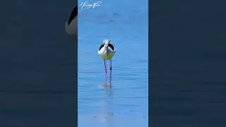 Black winged stilt bird #shorts #animals #birds #stilt