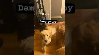 Damp puppy  #sethunder1 #goldenretriever #puppy #youtube #cute #youtubeshorts