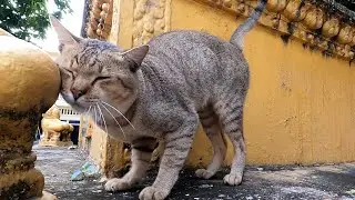 feed stray cat every day / the gohan and cat