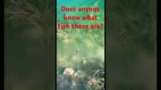 NEED HELP!  Little FISH in Reynolds&rsquo;s pond Manitoba