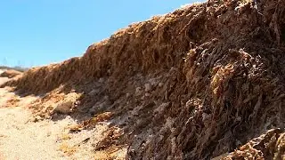 Algeninvasion an der Algarve: Nicht giftig, aber h&auml;sslich