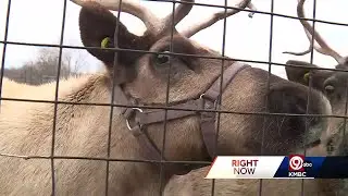 Kansas City area reindeer farm brings holiday magic