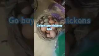 #chickens #free-range#freeeggs