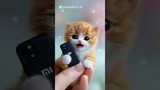 A purr-fect phone chat between two fluffy kittens #dreamface #funnybaby #kitty #funnycat #cutecat