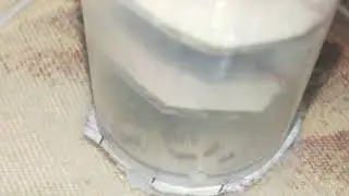 New ant colony setup