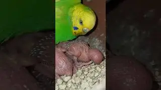 budgies chick update #budgies #featheredpets #yellowbudgiebird #trendingshorts