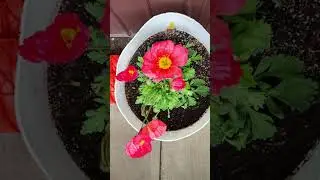 Garden Container Planting Part 1