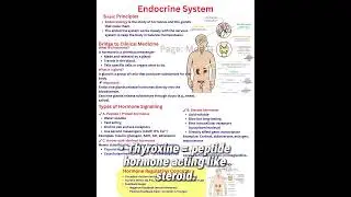 quick summary of the Endocrine system #brainanatomy #likesharesubscribe