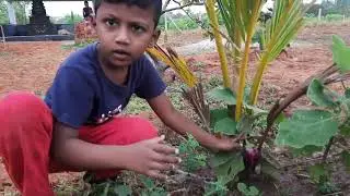 village garden /#SHORTS /Enjoy enjaami koo koo album song