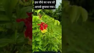 #rareflower plants
