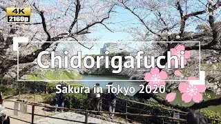 [4K] Japan - Sakura (Cherry Blossoms) in Tokyo 2020: Chidorigafuchi