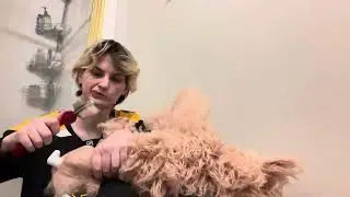 Holley Perchard - PLH grooming academy brushing exercise 08/05/2025