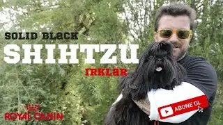 Köpek Irklar Shihtzu (Solid Black )