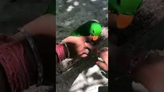 THE MOST EXPENSIVE BIRD IN MALDIVE #mostexpensive #parrot #maldives #shorts