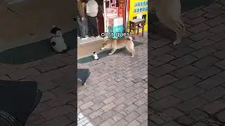 Shiba Inu vs Cats  #animalvoiceover  #funny  #catshortsfunnyvideos