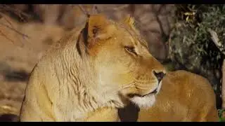 Copyright free Animals video || Pixabay || Free Videos
