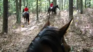 Rascal hunt 1 upfront w hounds
