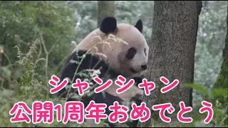 🎉シャンシャン公開1周年おめでとうございます🎊