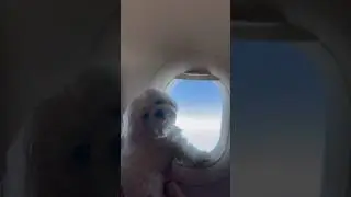How your Pet can travel with you in flight💁🏻&zwj;♀️ @AirIndiaOfficialAI #hindi #youtubeindia #pets
