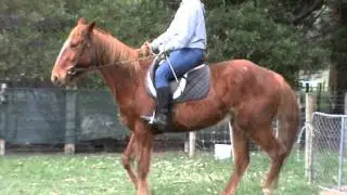 Stubborn Horse