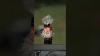 bullet and Coca Cola