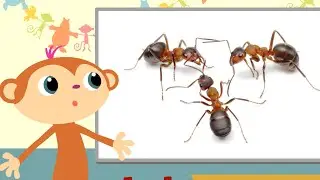 English Vocabulary for Kids | StoryZoo Teaches Insects | Cartoon Candy