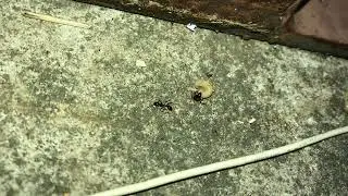Ant vs Maggot