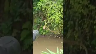 Eksekusi Ular Sanca kembang