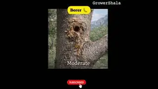 The Apple Stem Borer: Nature&rsquo;s Most Beautiful Assassin