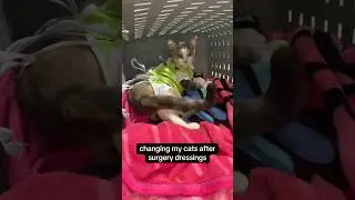 #catsurgery #surgerytiktok #catspaying #surgeryprep #foryou #foryoupage