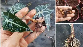 Как размножить Алоказию Полли луковицами (клубнями)