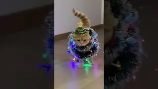 Cat vs Christmas Tree: Fatality 🎄😼 When Your Cat Becomes the Christmas Decoration! #Christmas #funny